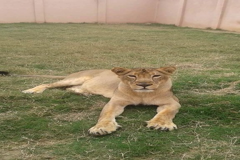 Etawah Lion Safari